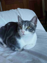 KEN, Katze, Europäisch Kurzhaar in Spanien - Bild 2