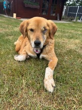 YUNA, Hund, Mischlingshund in Duisburg - Bild 1