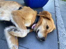 YUNA, Hund, Mischlingshund in Duisburg - Bild 2