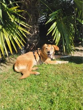 YUNA, Hund, Mischlingshund in Duisburg - Bild 3