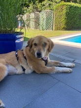 YUNA, Hund, Mischlingshund in Duisburg - Bild 4