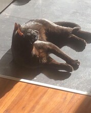 LOKI, Katze, Europäisch Kurzhaar in Würzburg - Bild 1