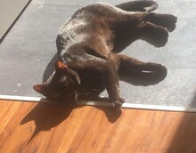 LOKI, Katze, Europäisch Kurzhaar in Würzburg - Bild 2