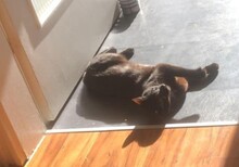 LOKI, Katze, Europäisch Kurzhaar in Würzburg - Bild 3