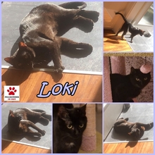 LOKI, Katze, Europäisch Kurzhaar in Würzburg - Bild 4