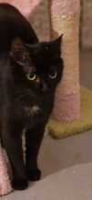 LOKI, Katze, Europäisch Kurzhaar in Würzburg - Bild 5