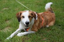 BELA, Hund, Mischlingshund in Bielefeld - Bild 1
