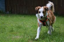 BELA, Hund, Mischlingshund in Bielefeld - Bild 2