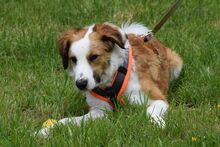BELA, Hund, Mischlingshund in Bielefeld - Bild 3