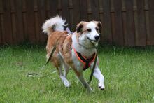 BELA, Hund, Mischlingshund in Bielefeld - Bild 4