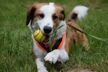 BELA, Hund, Mischlingshund in Bielefeld - Bild 5
