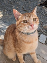 CELINE, Katze, Europäisch Kurzhaar in Zypern - Bild 1