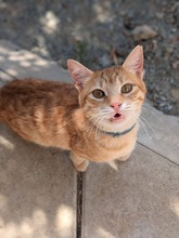 CELINE, Katze, Europäisch Kurzhaar in Zypern - Bild 2