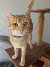 CELINE, Katze, Europäisch Kurzhaar in Zypern - Bild 3