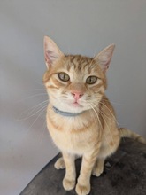 CELINE, Katze, Europäisch Kurzhaar in Zypern - Bild 4