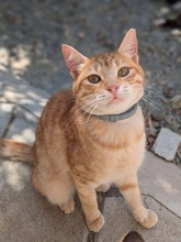 CELINE, Katze, Europäisch Kurzhaar in Zypern - Bild 5