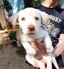 GEA, Hund, Labradormischling in Italien - Bild 1