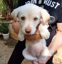 GEA, Hund, Labradormischling in Italien - Bild 10
