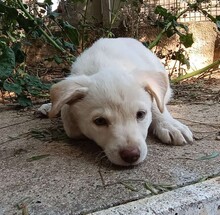 GEA, Hund, Labradormischling in Italien - Bild 11