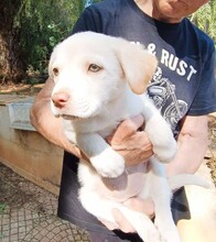 GEA, Hund, Labradormischling in Italien - Bild 13