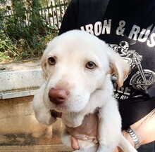GEA, Hund, Labradormischling in Italien - Bild 14