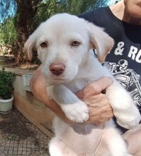 GEA, Hund, Labradormischling in Italien - Bild 15