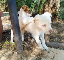 GEA, Hund, Labradormischling in Italien - Bild 16