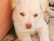 GEA, Hund, Labradormischling in Italien - Bild 17