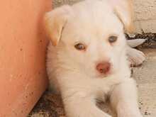GEA, Hund, Labradormischling in Italien - Bild 18