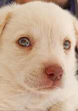 GEA, Hund, Labradormischling in Italien - Bild 19
