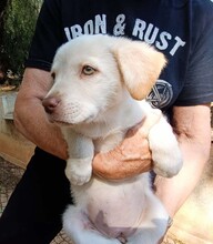 GEA, Hund, Labradormischling in Italien - Bild 2