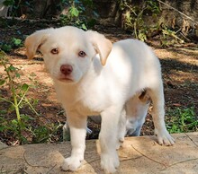 GEA, Hund, Labradormischling in Italien - Bild 3
