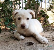 GEA, Hund, Labradormischling in Italien - Bild 4