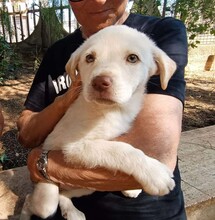 GEA, Hund, Labradormischling in Italien - Bild 5