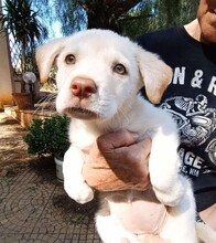 GEA, Hund, Labradormischling in Italien - Bild 6