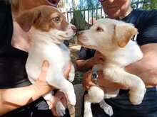 GEA, Hund, Labradormischling in Italien - Bild 7