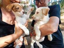GEA, Hund, Labradormischling in Italien - Bild 8