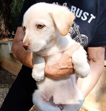 GEA, Hund, Labradormischling in Italien - Bild 9