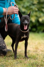 BRIONY, Hund, Pinscher-Terrier Mischling in Ungarn - Bild 1