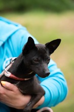 BRIONY, Hund, Pinscher-Terrier Mischling in Ungarn - Bild 10