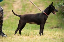 BRIONY, Hund, Pinscher-Terrier Mischling in Ungarn - Bild 11