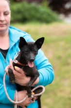 BRIONY, Hund, Pinscher-Terrier Mischling in Ungarn - Bild 12