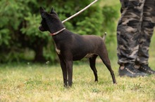 BRIONY, Hund, Pinscher-Terrier Mischling in Ungarn - Bild 13
