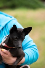 BRIONY, Hund, Pinscher-Terrier Mischling in Ungarn - Bild 14