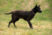 BRIONY, Hund, Pinscher-Terrier Mischling in Ungarn - Bild 15