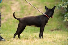 BRIONY, Hund, Pinscher-Terrier Mischling in Ungarn - Bild 16