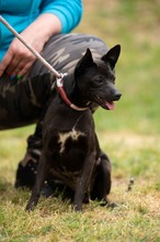 BRIONY, Hund, Pinscher-Terrier Mischling in Ungarn - Bild 17