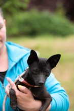 BRIONY, Hund, Pinscher-Terrier Mischling in Ungarn - Bild 18