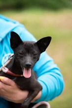 BRIONY, Hund, Pinscher-Terrier Mischling in Ungarn - Bild 19