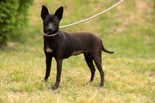 BRIONY, Hund, Pinscher-Terrier Mischling in Ungarn - Bild 20